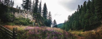 Lincoln National Forest