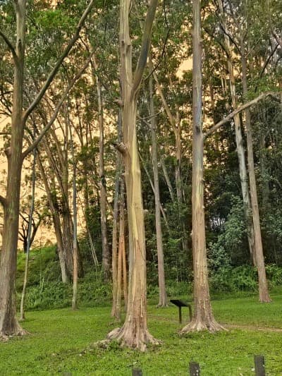 Līhuʻe-Kōloa Forest Reserve / Keāhua–Kuilau–Powerline Network