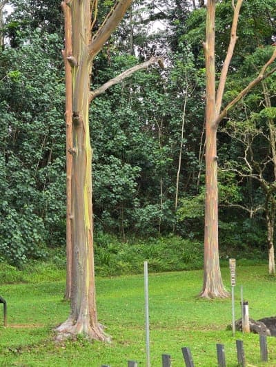 Līhuʻe-Kōloa Forest Reserve / Keāhua–Kuilau–Powerline Network
