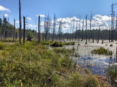 Libby Hill Forest