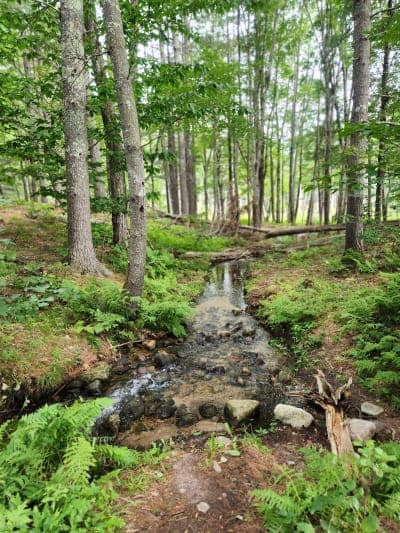 Libby Hill Forest