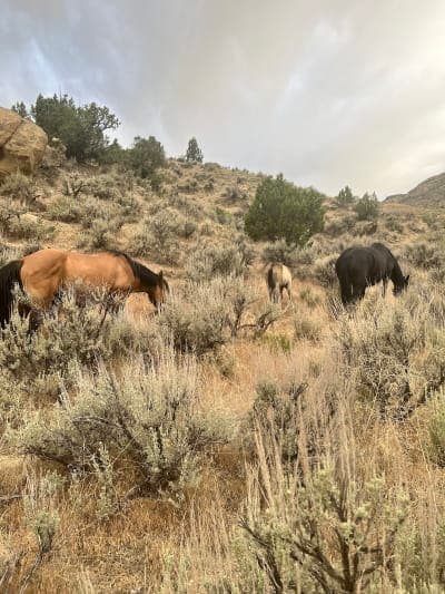 Little Book Cliffs Wild Horse Range
