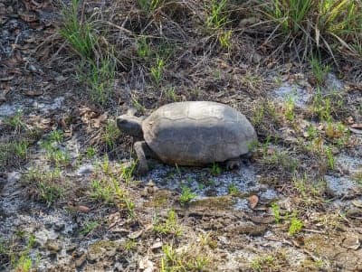 Little Manatee River State Park