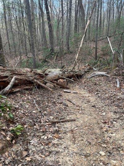 Lone Mountain State Forest
