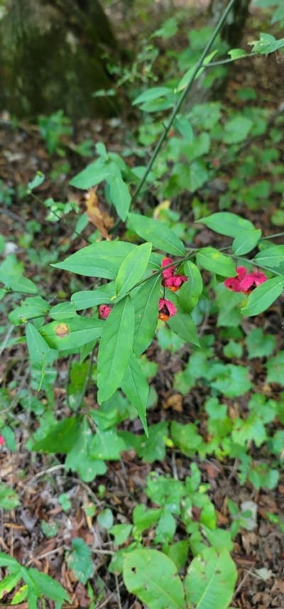 Lost Corral Horse Camp & Starr Mountain Trails