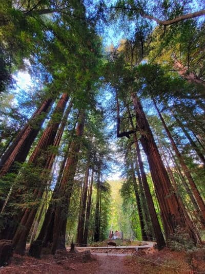 Los Padres National Forest