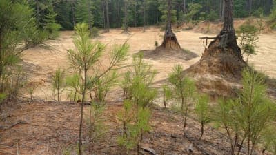 Loran/Claiborne Trailhead Camp