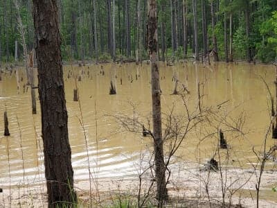 Loran/Claiborne Trailhead Camp