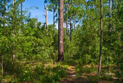 Lower Wekiva River Preserve State Park