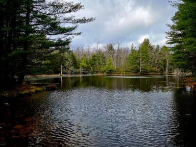 Loyalsock State Forest
