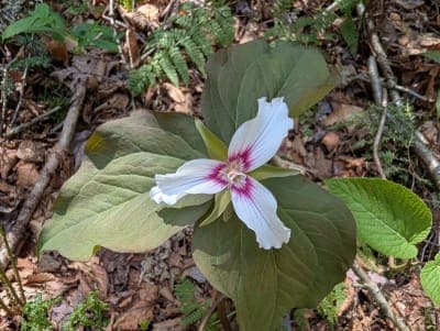 Loyalsock State Forest