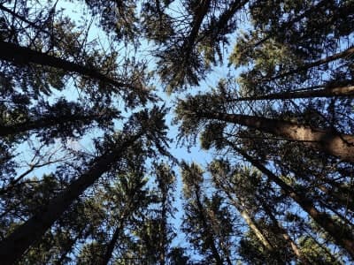 Lowden-Miller State Forest