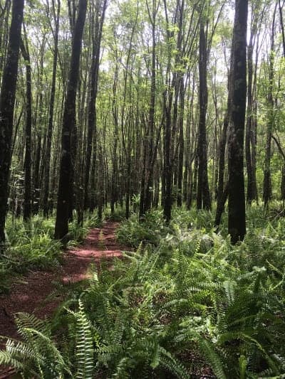 Makawao Forest Reserve / Kahakapao Recreational Area