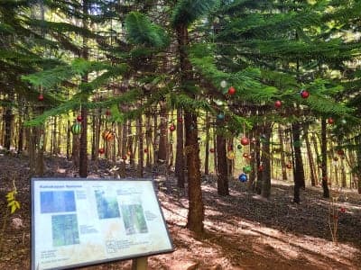 Makawao Forest Reserve / Kahakapao Recreational Area