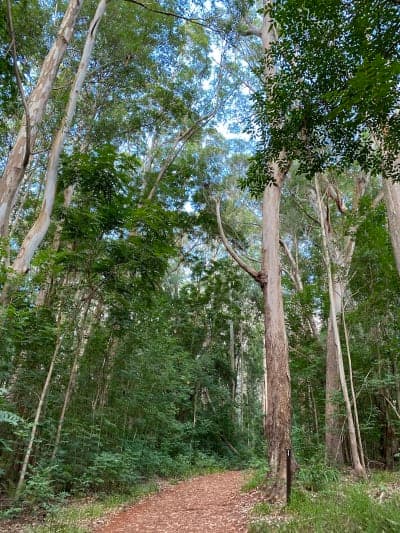 Makawao Forest Reserve / Kahakapao Recreational Area