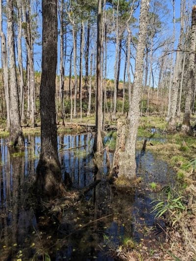 Manchester State Forest