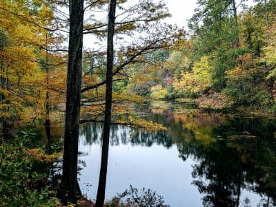 Manchester State Forest