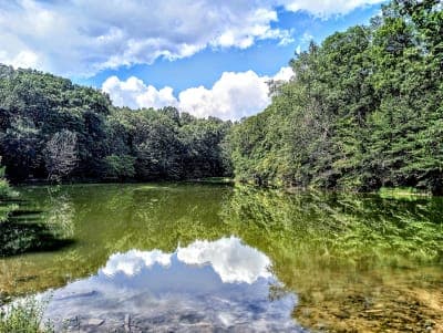 Martin State Forest