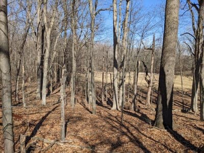 Maumee State Forest