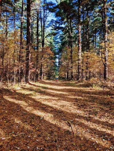 Maumee State Forest