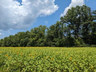 McKee-Beshers Wildlife Management Area