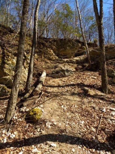 Meshomasic State Forest
