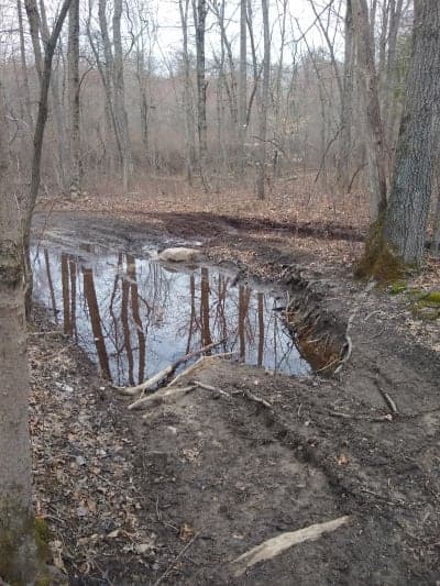 Meshomasic State Forest