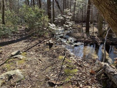 Michaux State Forest