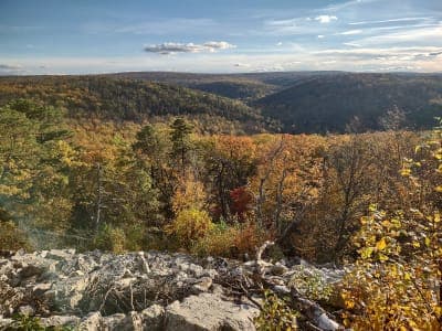 Michaux State Forest