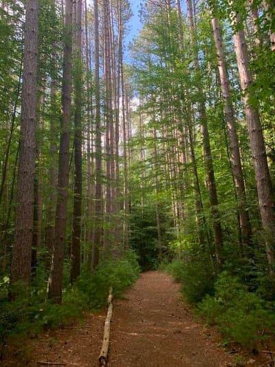 Mohawk Trail State Forest