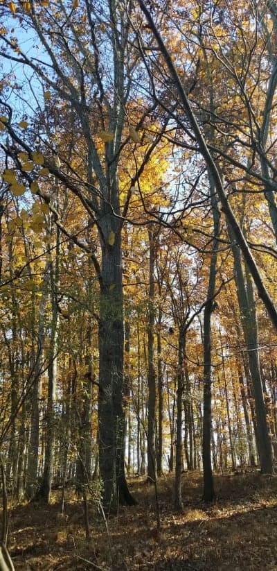 Morgan Run Natural Environment Area