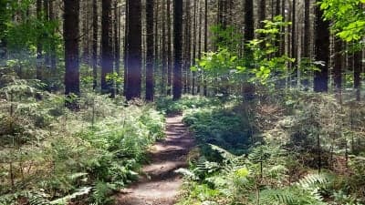 Morgan Hill State Forest