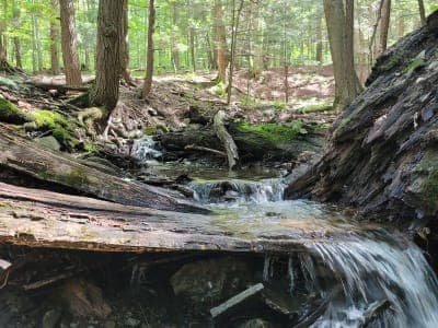 Morgan Hill State Forest