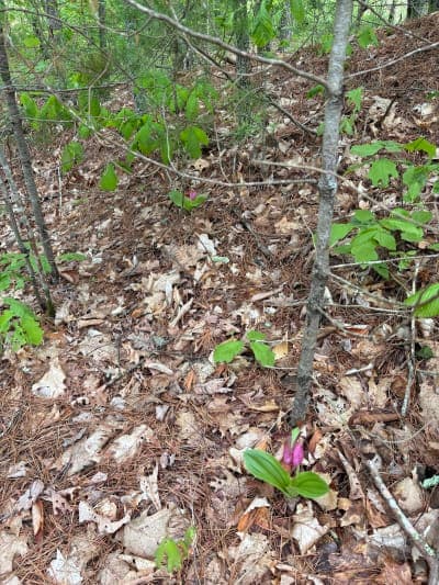 Moosup Valley State Park Trail