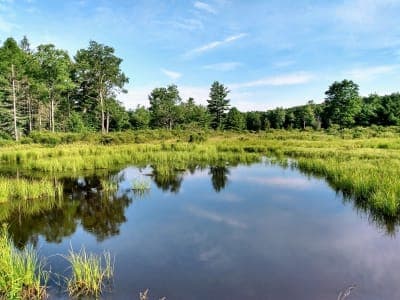 Moshannon State Forest
