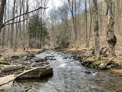 Moshannon State Forest