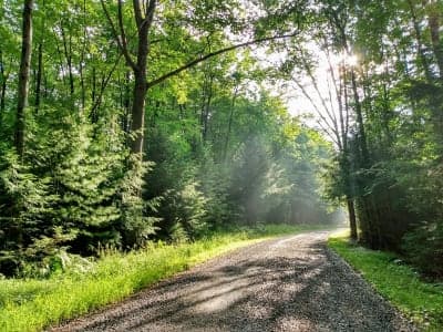 Moshannon State Forest