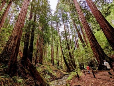 Mount Tamalpais State Park
