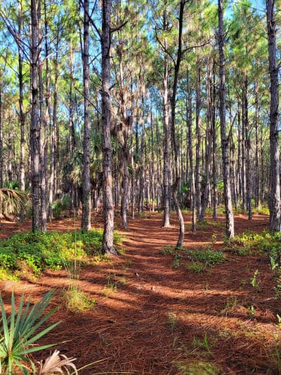 Myakka State Forest