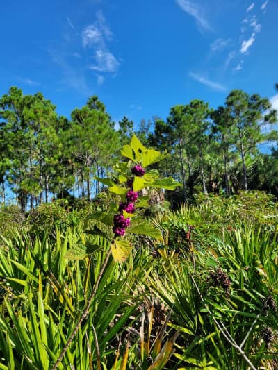 Myakka State Forest
