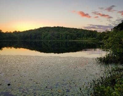 Nehantic State Forest