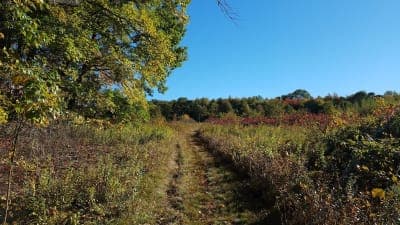 Naugatuck State Forest