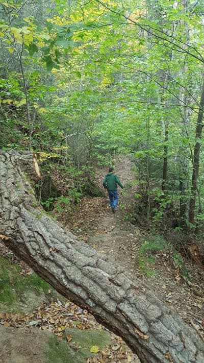 Naugatuck State Forest