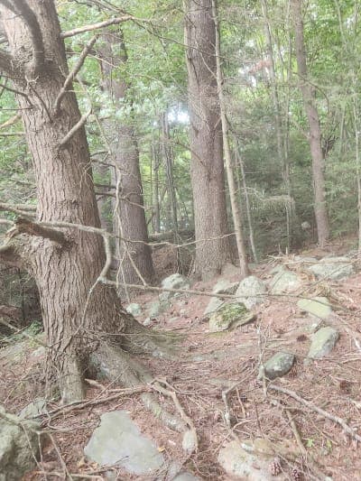 Nepaug State Forest