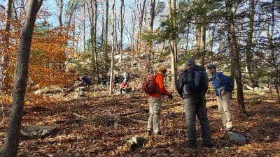 Naugatuck State Forest