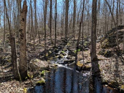 Nehantic State Forest