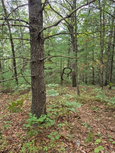 Nepaug State Forest