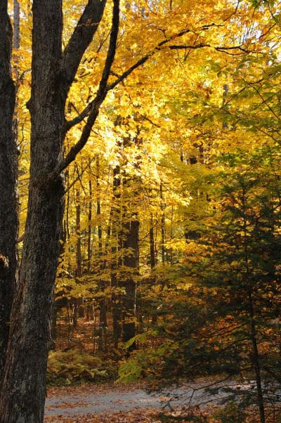 New Discovery State Park