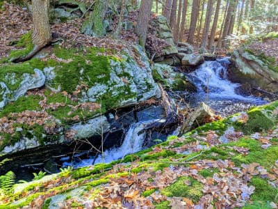 Nipmuck State Forest
