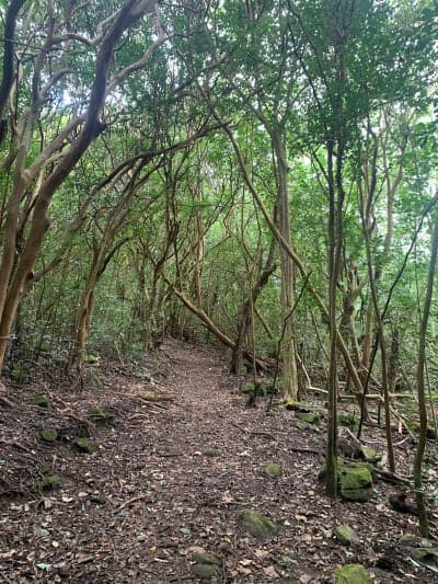 Nounou Forest Reserve / Kuamoʻo-Nounou Trail